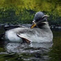 Rhinocerous Auklet grooming