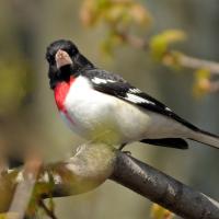 A sunlit Rose-breasted Grosbeak showing its black head and back, with white breast topped with red patch.