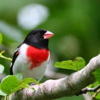 A male Rose-breasted Grosbeak perched on a leafy branch, his red breast glowing amidst his white plumage and glossy black head.