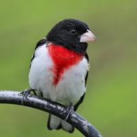 Rose-breasted Grosbeak