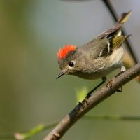 Ruby-crowned Kinglet