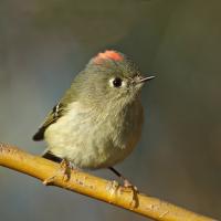 Ruby-Crowned Kinglet