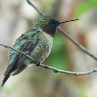 Ruby-throated Hummingbird