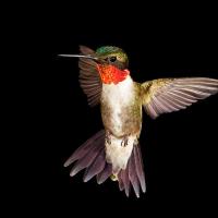 Ruby-throated Hummingbird