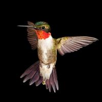 Ruby-throated Hummingbird