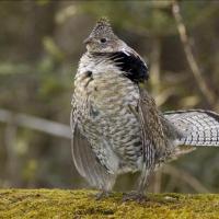 Ruffed Grouse