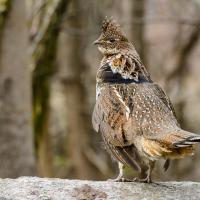 A male Ruffed Grouse standing on a log, with trees in the background