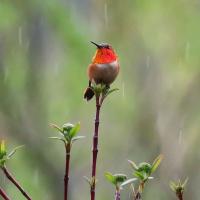 Male Rufous Hummingbird in the rain