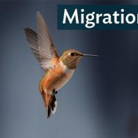 Rufous Hummingbird hovering in place, bronze body shining, wings a blur.