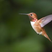 Rufous Hummingbird in flight