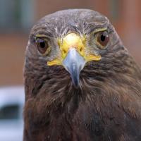 Harris Hawk "Rufus"