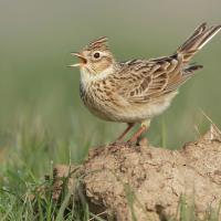 Skylark singing