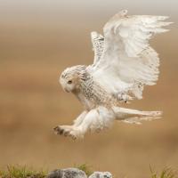 Snowy Owl comes in for a landing