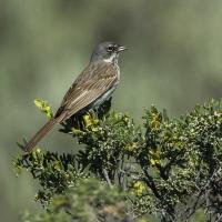 Sage Sparrow, Malheur NWR