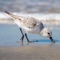 A Sanderlin in right profile while it buries its bill in wet sand while feeding, the foam of a wave's edge in the background.