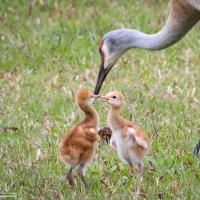 An adult Sandhill Crane on its long thin legs lowers its head toward two small fuzzy Sandhill Crane chicks