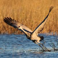 Sandhill Crane taking off at Sherburne National Wildlife Refuge