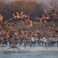 Sandhill Cranes