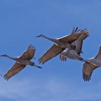 Sandhill Cranes in flight