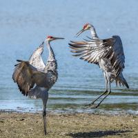 Sandhill Crane pair doing their leaping dance