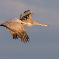 Sandhill Cranes in flight