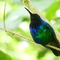 A black hummingbird with iridescent blue throat and green breast