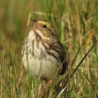 Savannah Sparrow singing