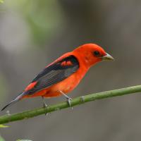 Scarlet Tanager