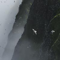 Seabirds over the Pribilof Islands