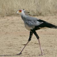 Secretarybird walking through golden grass in sunlight