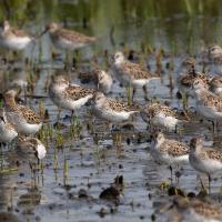 Semipalmated Sandpipers