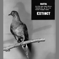 A black-and-white photo of a taxidermied Passenger Pigeon posed on a bare branch. The background shows a museum plaque that reads "Martha" and "Extinct".