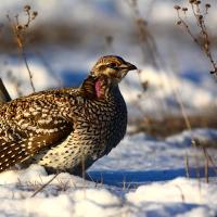 Sharp-tailed Grouse