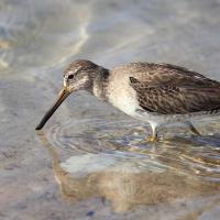 Short-billed Dowitcher