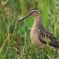 Short-billed Dowitcher