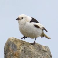 A Snow Bunting showing its white winter plumage, with just small patches of dark on back and wing.