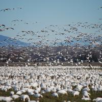 Snow Geese