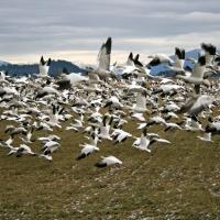 Snow Geese flock take flight