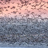 Massive flocks of Snow Geese taking off from the Rainwater Basin area at sunrise, pink sky in background