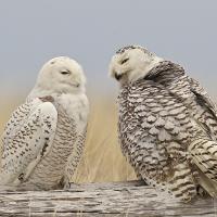 Snowy Owls