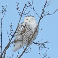 Snowy Owl