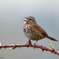 Singing Song Sparrow