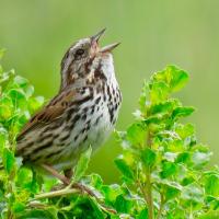 Song Sparrow belts out a song