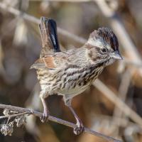 Song Sparrow seen in right profile, its tail flicking up, while perched on a branch