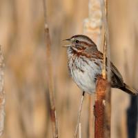 Song Sparrow