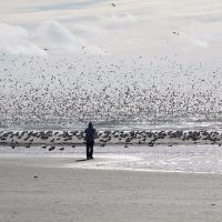 Flock of Sooty Shearwaters at the shore