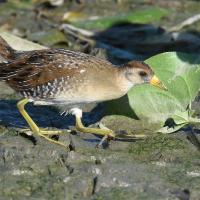 A Sora walks across shallow wetlands in Illinois