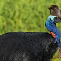 A large flightless bird displays glossy black plumage, bright blue neck and head, with large helmet or "casque" formed of bone atop its head