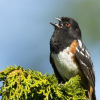 Male Spotted Towhee singing in sunlight, with his black head, throat and wing set off by his white breast and red eye.