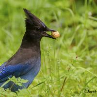 Steller's Jay with hazelnut